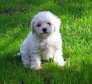 Chien de race Bichon Frisé femelle à vendre