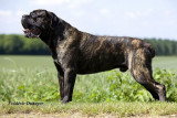 Chien de race Cane Corso femelle à vendre