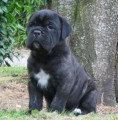 Chien de race Cane Corso femelle à vendre
