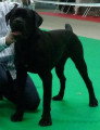 Chien de race Cane Corso femelle à vendre