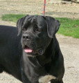 Chien de race Cane Corso femelle à vendre