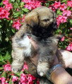 Chiot de race Lhassa Apso Femelle à vendre