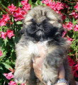 Chiot de race Lhassa Apso Femelle à vendre