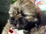 Chiot de race Lhassa Apso Femelle à vendre