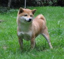 Chien de race Shiba Inu femelle à vendre