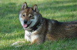 Chien de race Shiba Inu femelle à vendre