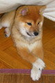 Chien de race Shiba Inu femelle à vendre