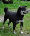 Chien de race Shiba Inu femelle à vendre