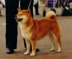 Chien de race Shiba Inu femelle à vendre