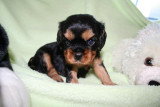 Chiots de race Cavalier King Charles Spaniel à vendre (2 femelles & 2 mâles)