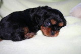 Chiots de race Cavalier King Charles Spaniel à vendre (2 femelles & 2 mâles)