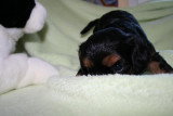 Chiots de race Cavalier King Charles Spaniel à vendre (2 femelles & 2 mâles)