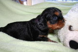 Chiots de race Cavalier King Charles Spaniel à vendre (2 femelles & 2 mâles)