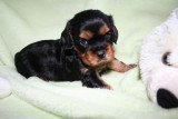 Chiots de race Cavalier King Charles Spaniel à vendre (2 femelles & 2 mâles)