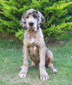 Chiot de race Dogue Allemand femelle à vendre