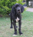 Chiot de race Dogue Allemand femelle à vendre