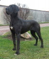 Chiot de race Dogue Allemand femelle à vendre