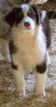 Chien de race Berger Australien femelle à vendre