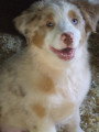 Chien de race Berger Australien femelle à vendre