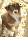 Chien de race Berger Australien femelle à vendre