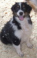 Chien de race Berger Australien femelle à vendre