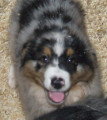 Chien de race Berger Australien femelle à vendre