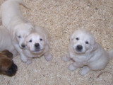 Chiots de race Golden Retriever à vendre (2 femelles & 2 mâles)