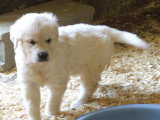 Chiots de race Golden Retriever à vendre (2 femelles & 2 mâles)