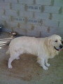 Chiots de race Golden Retriever à vendre (2 femelles & 2 mâles)