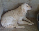 Chiots de race Golden Retriever à vendre (2 femelles & 2 mâles)