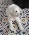 Chiots de race Golden Retriever à vendre (2 femelles & 2 mâles)