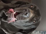 De race Fila Brasileiro disponible pour saillie