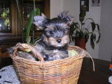 Chiot de race Yorkshire Terrier femelle à vendre