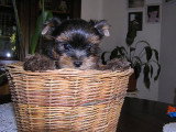 Chiot de race Yorkshire Terrier femelle à vendre