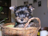 Chiot de race Yorkshire Terrier femelle à vendre