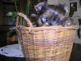 Chiot de race Yorkshire Terrier femelle à vendre