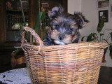 Chiot de race Yorkshire Terrier femelle à vendre