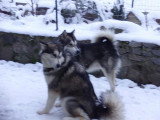 Chiots de race Malamute d'Alaska à vendre (6 femelles & 6 mâles)