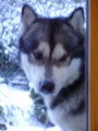 Chiots de race Malamute d'Alaska à vendre (6 femelles & 6 mâles)