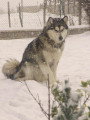Chiots de race Malamute d'Alaska à vendre (6 femelles & 6 mâles)