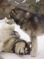 Chiots de race Malamute d'Alaska à vendre (6 femelles & 6 mâles)