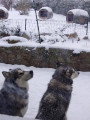 Chiots de race Malamute d'Alaska à vendre (6 femelles & 6 mâles)