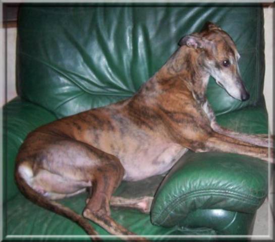 Chiots de race Greyhound à vendre (2 femelles & 2 mâles)