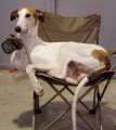 Chiots de race Greyhound à vendre (2 femelles & 2 mâles)