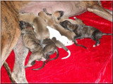 Chiots de race Greyhound à vendre (2 femelles & 2 mâles)