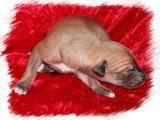 Chiots de race Greyhound à vendre (2 femelles & 2 mâles)