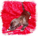 Chiots de race Greyhound à vendre (2 femelles & 2 mâles)