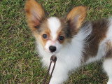Chiots de race Épagneul Nain Continental Papillon à vendre (2 femelles & 2 mâles)