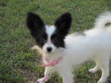 Chiots de race Épagneul Nain Continental Papillon à vendre (2 femelles & 2 mâles)