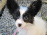 Chiots de race Épagneul Nain Continental Papillon à vendre (2 femelles & 2 mâles)